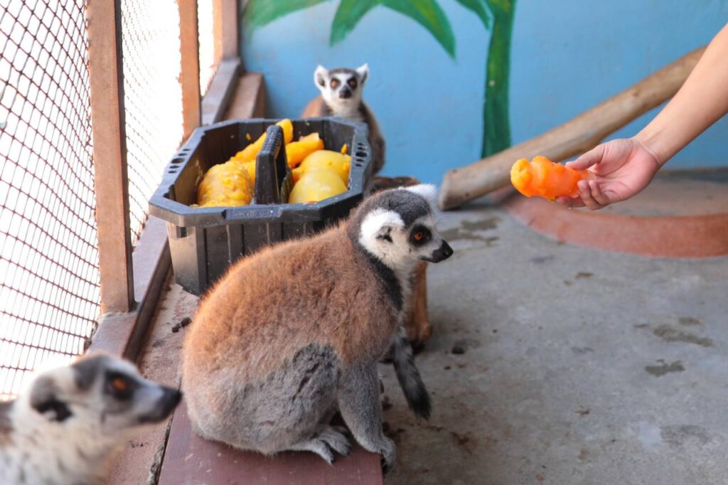 Protege personal del Zoológico de Nuevo Laredo a animales de las altas temperaturas con dietas frías