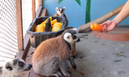 Protege personal del Zoológico de Nuevo Laredo a animales de las altas temperaturas con dietas frías