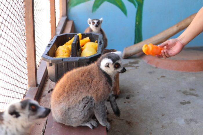 Protege personal del Zoológico de Nuevo Laredo a animales de las altas temperaturas con dietas frías