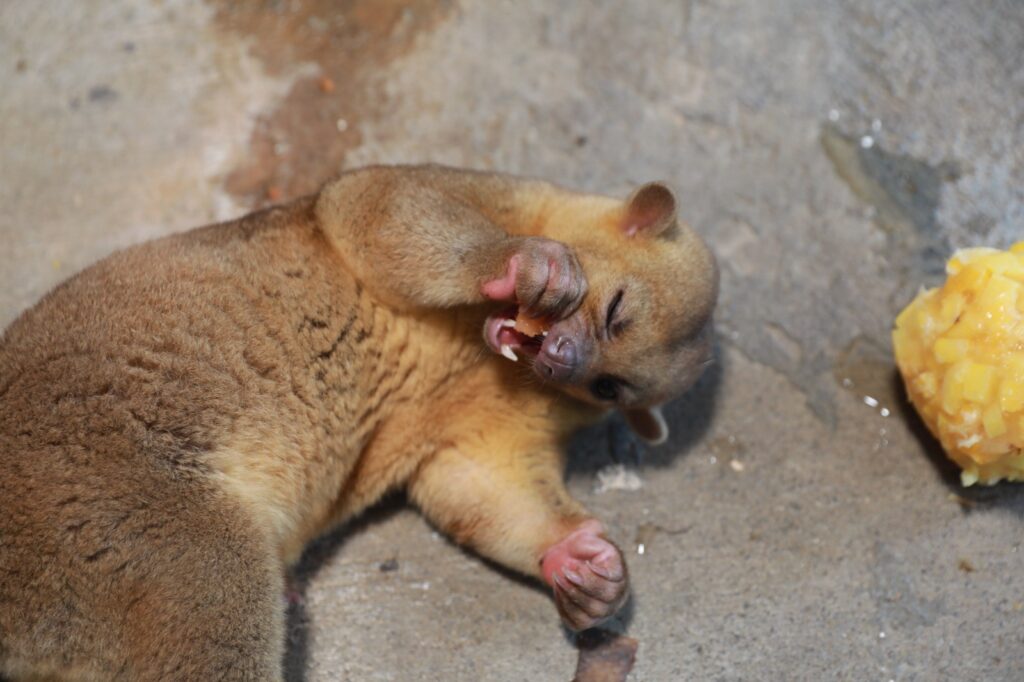 Protege personal del Zoológico de Nuevo Laredo a animales de las altas temperaturas con dietas frías