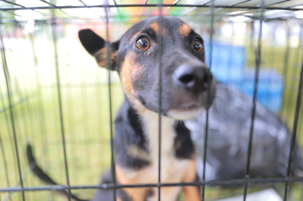 Realizarán Mini Feria de Adopción Canina y Felina en Nuevo Laredo