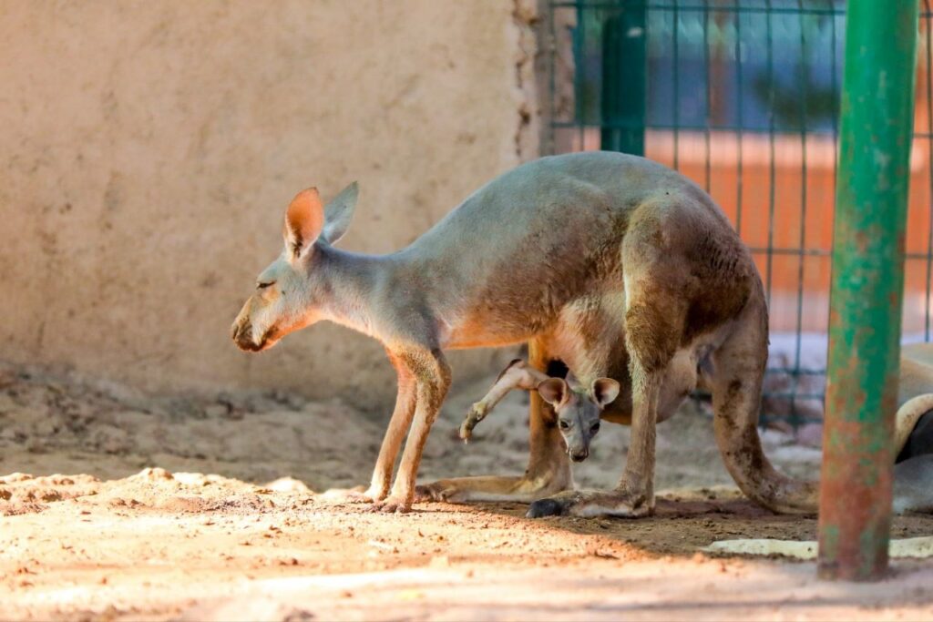 Van 24 nacimientos este año en el Zoológico de Nuevo Laredo