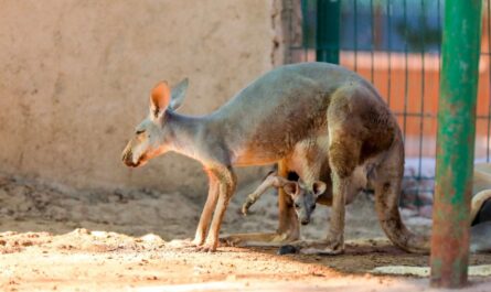 Van 24 nacimientos este año en el Zoológico de Nuevo Laredo