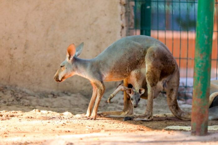 Van 24 nacimientos este año en el Zoológico de Nuevo Laredo