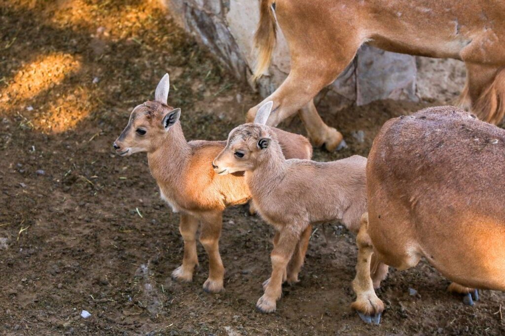 Van 24 nacimientos este año en el Zoológico de Nuevo Laredo