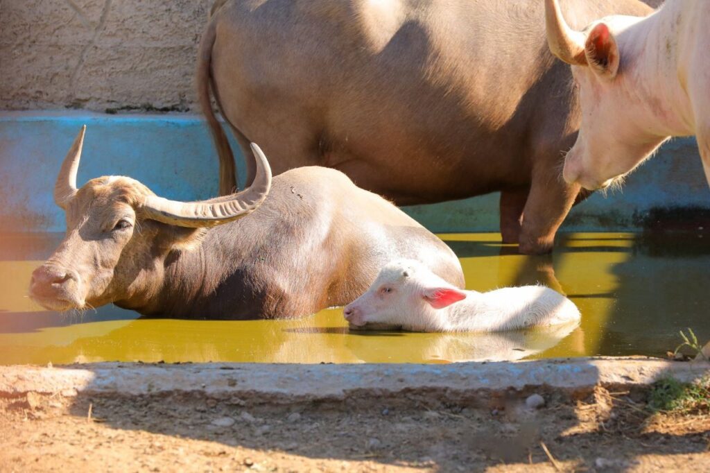 Van 24 nacimientos este año en el Zoológico de Nuevo Laredo