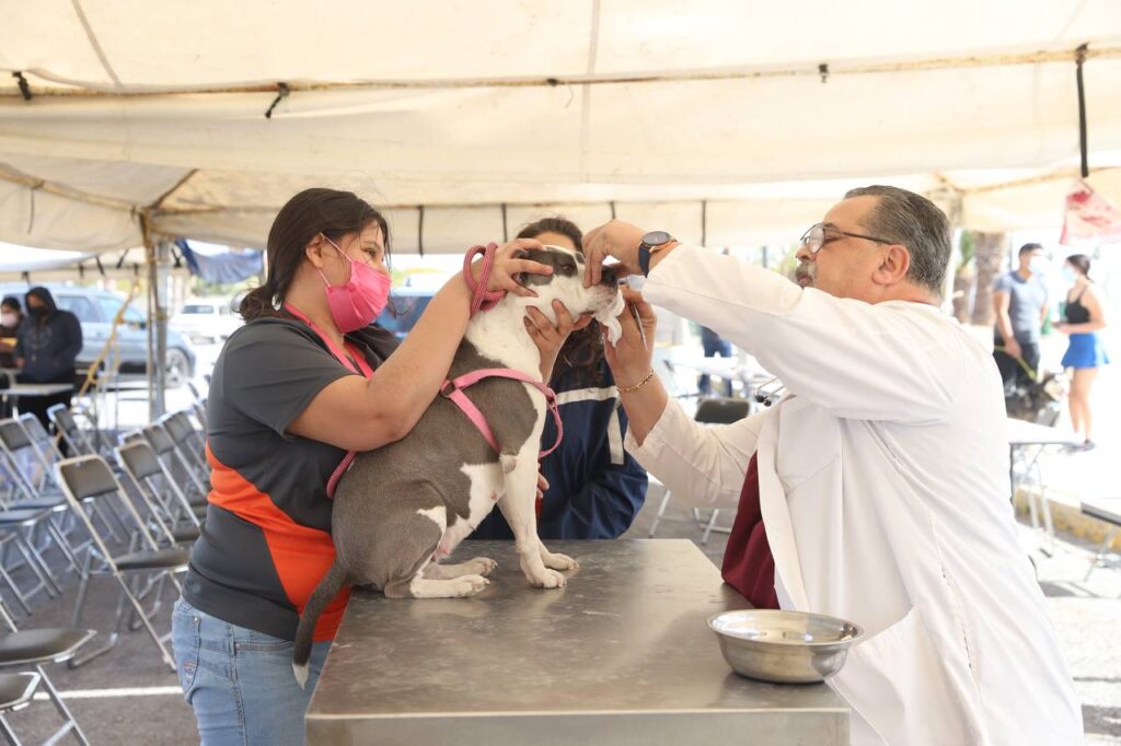 Nuevo Laredo, ejemplo en brindar vida digna a caninos y felinos rescatados