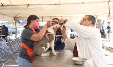 Nuevo Laredo, ejemplo en brindar vida digna a caninos y felinos rescatados