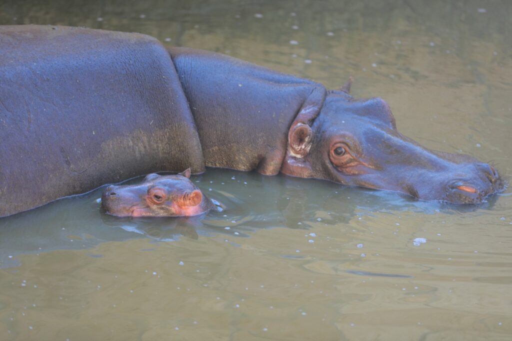 Nace en el Zoológico de Nuevo Laredo cría de hipopótamo