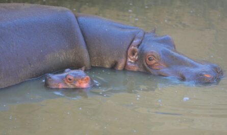 Nace en el Zoológico de Nuevo Laredo cría de hipopótamo