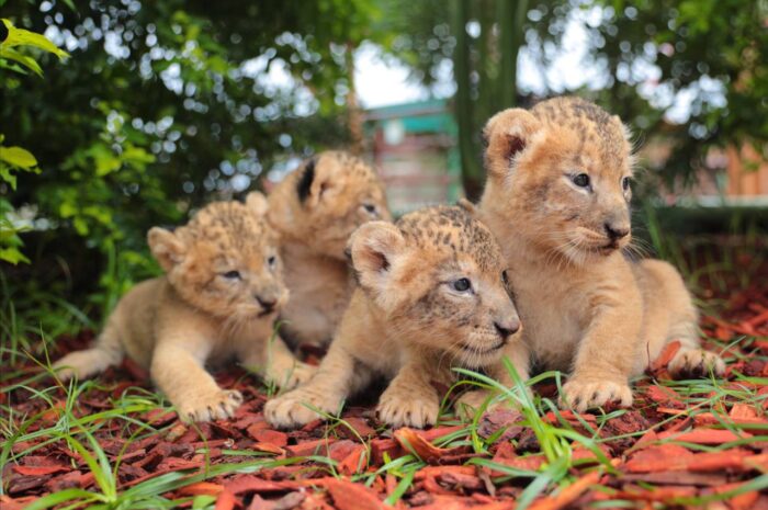 Mantienen buena salud cachorros de león, hipopótamo y llama nacidos en el zoológico de Nuevo Laredo