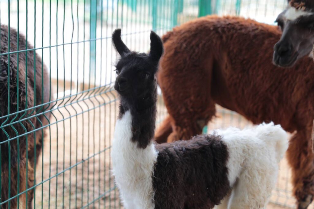 Mantienen buena salud cachorros de león, hipopótamo y llama nacidos en el zoológico de Nuevo Laredo