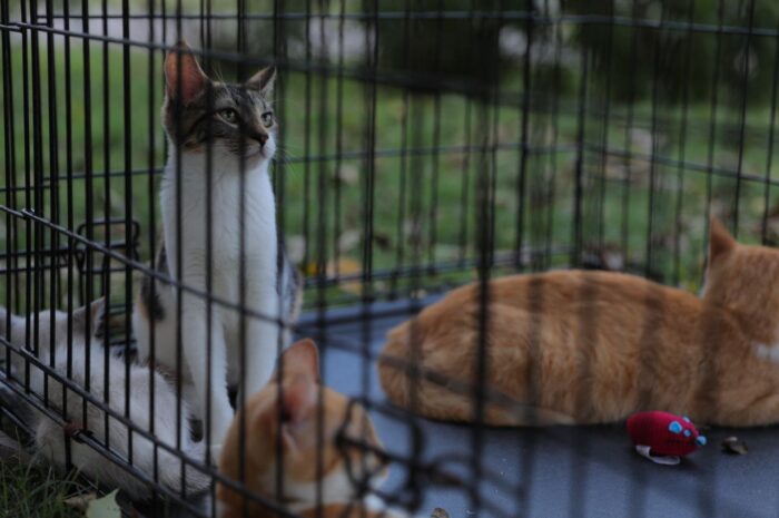 Emprende Gobierno de Nuevo Laredo jornadas de adopción para animales rescatados