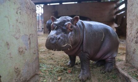 Zoológico de Nuevo Laredo listo para proteger a ejemplares ante cambios de temperatura