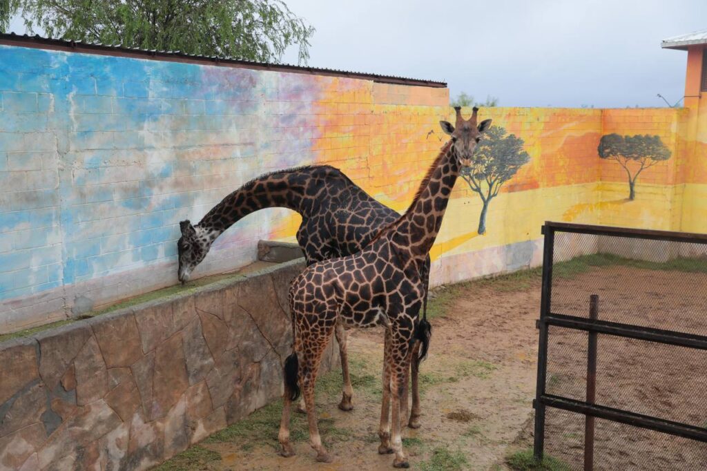 Zoológico de Nuevo Laredo listo para proteger a ejemplares ante cambios de temperatura