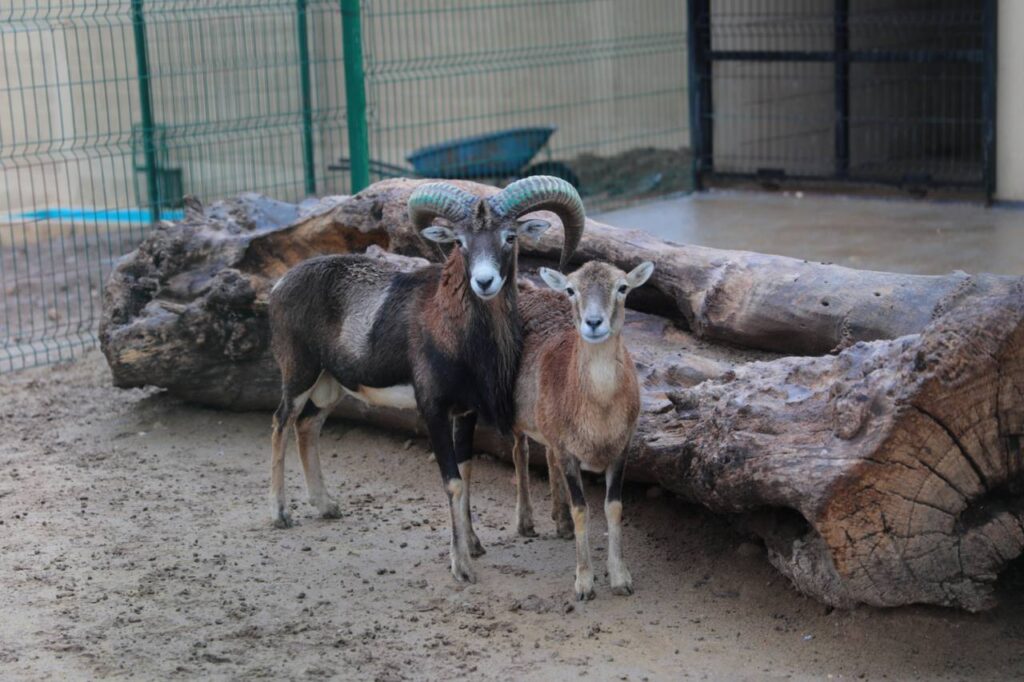 Zoológico de Nuevo Laredo listo para proteger a ejemplares ante cambios de temperatura