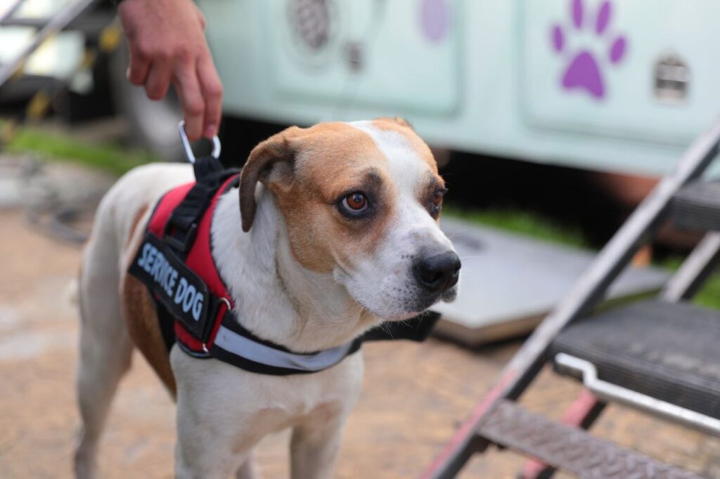 Responden neolaredenses a campaña de esterilización del Gobierno Municipal