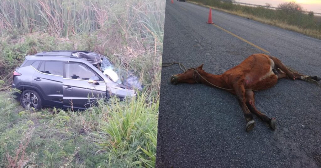 Mujer herida en El Mante: Choca brutalmente contra un caballo suelto en la carretera