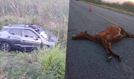 Mujer herida en El Mante: Choca brutalmente contra un caballo suelto en la carretera