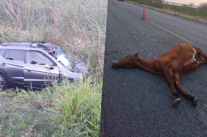 Mujer herida en El Mante: Choca brutalmente contra un caballo suelto en la carretera