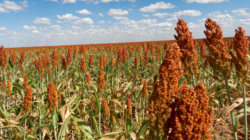 Vientos helados ponen en riesgo 20 mil hectáreas de plantío de sorgo en Tamaulipas