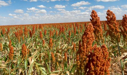 Vientos helados ponen en riesgo 20 mil hectáreas de plantío de sorgo en Tamaulipas