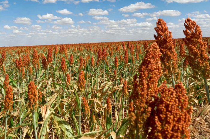 Vientos helados ponen en riesgo 20 mil hectáreas de plantío de sorgo en Tamaulipas