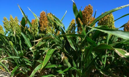 Pronostican nuevo desplome en el precio del sorgo en Tamaulipas para mediados de 2024