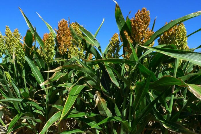 Pronostican nuevo desplome en el precio del sorgo en Tamaulipas para mediados de 2024