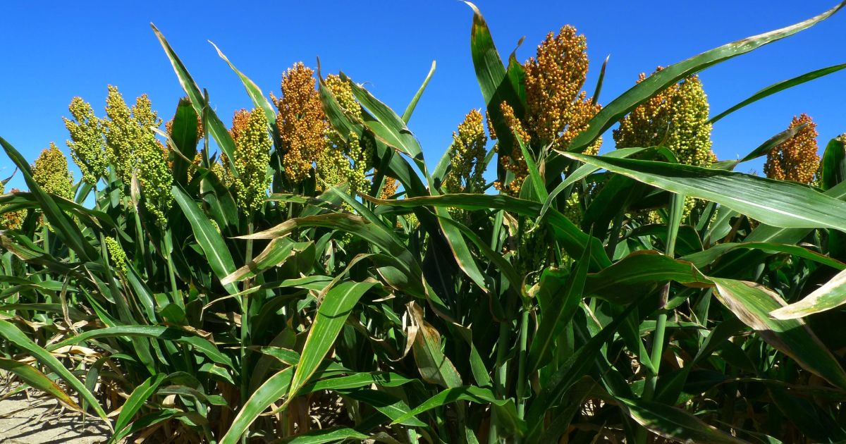 Pronostican nuevo desplome en el precio del sorgo en Tamaulipas para mediados de 2024