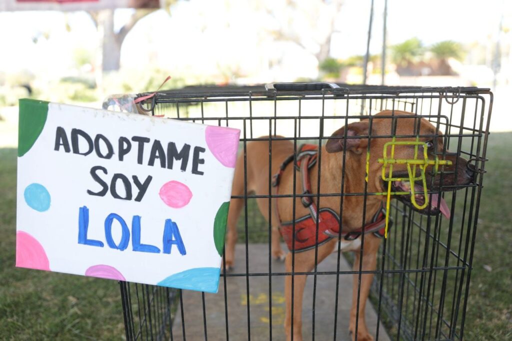 Responden ciudadanos a sexta Feria de Adopción Canina y Felina del gobierno de Nuevo Laredo