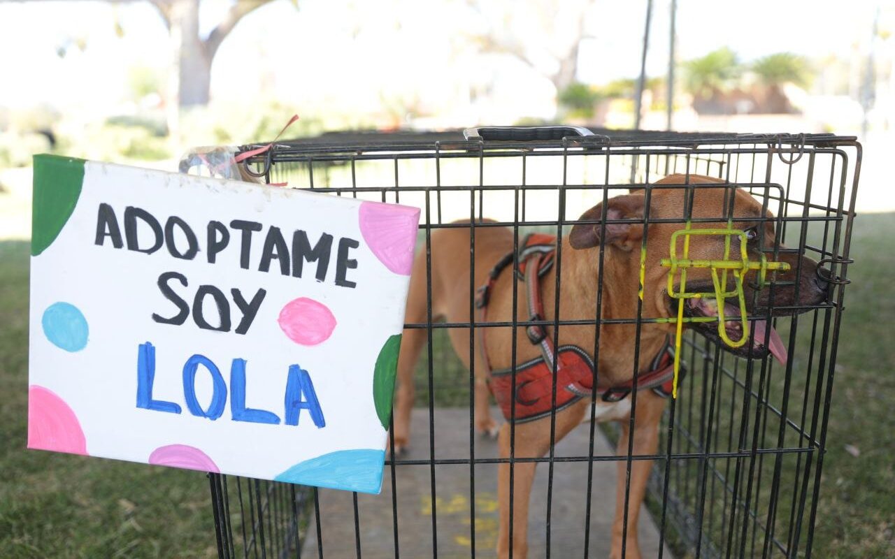 Responden ciudadanos a sexta Feria de Adopción Canina y Felina del gobierno de Nuevo Laredo