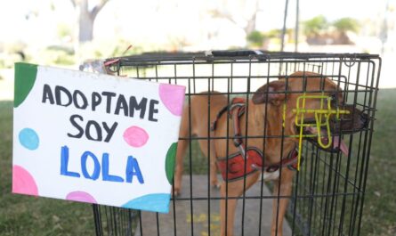 Responden ciudadanos a sexta Feria de Adopción Canina y Felina del gobierno de Nuevo Laredo