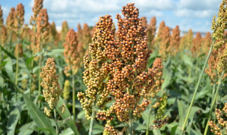 Sin agua para agricultores en dos distritos de Tamaulipas