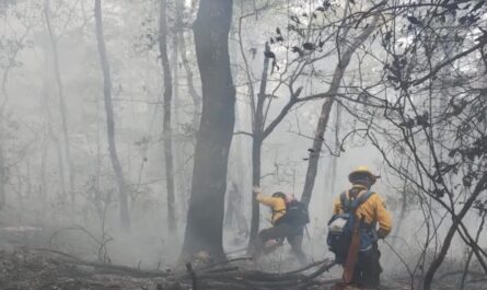 Van 190 hectáreas consumidas en incendio en la sierra de Hidalgo