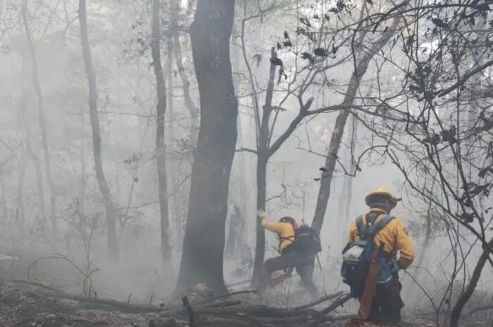 Van 190 hectáreas consumidas en incendio en la sierra de Hidalgo