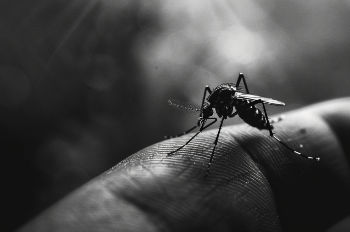Aumenta preocupación por casos de dengue en Tamaulipas