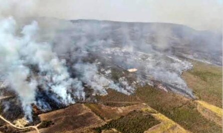 incendio arrasa con 180 hectareas en hidalgo tamaulipas