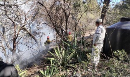 Alerta en Tamaulipas: incendios consumen 800 hectáreas