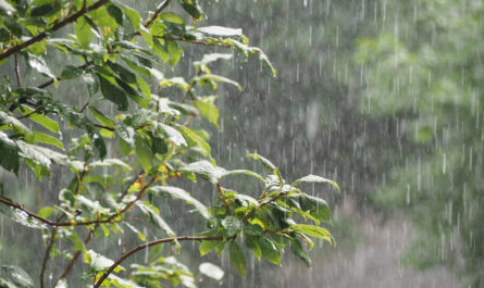 Tamaulipas en alerta por lluvias torrenciales y vientos fuertes