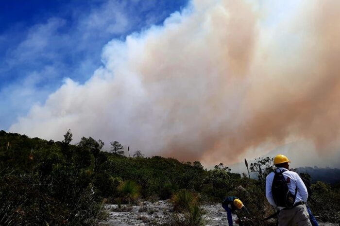 Incendio forestal arrasa 425 hectáreas en Miquihuana, Tamaulipas