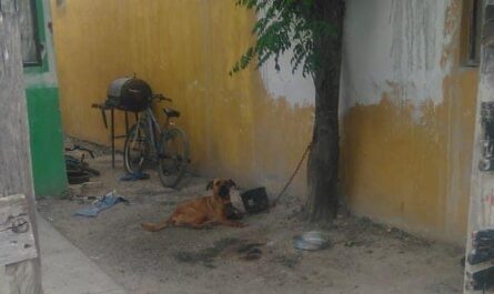 Sancionan en Reynosa a infractores por maltrato animal