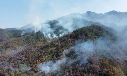 Preocupación por la fauna ante el fuego en el Cañón del Novillo