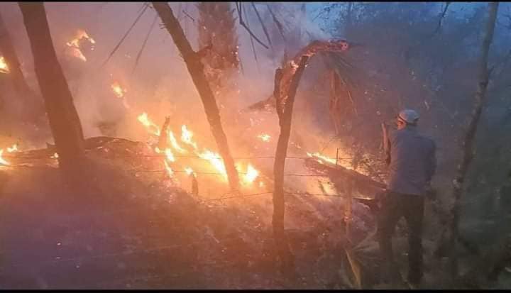 Avanza lucha contra incendio en el Cañón del Novillo