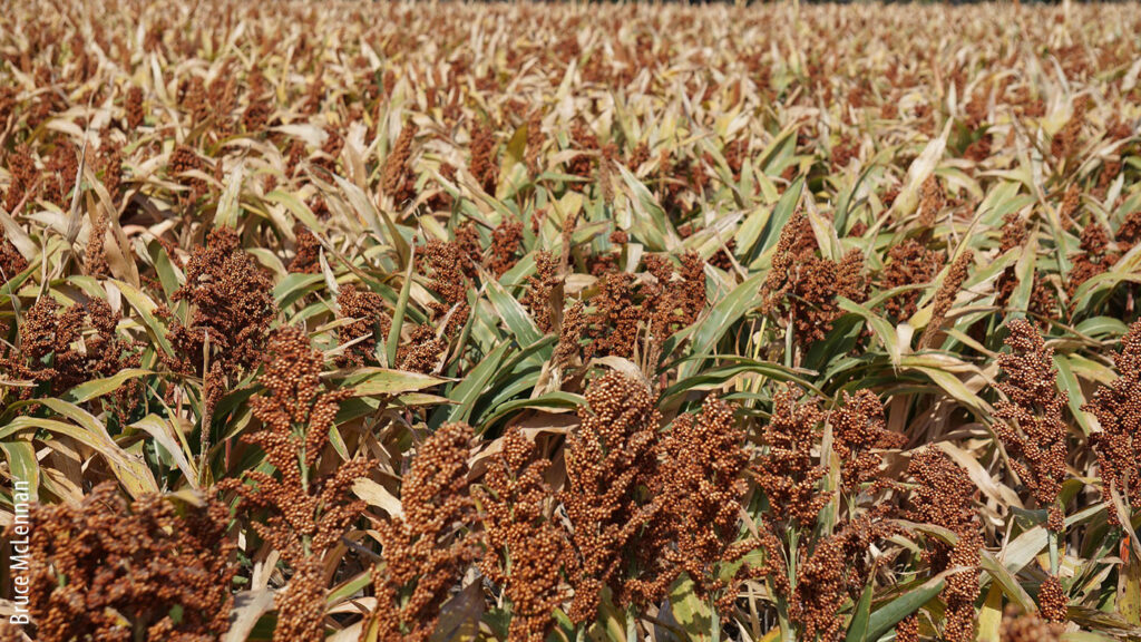 Cosecha de sorgo en Tamaulipas disminuye un 25 por ciento