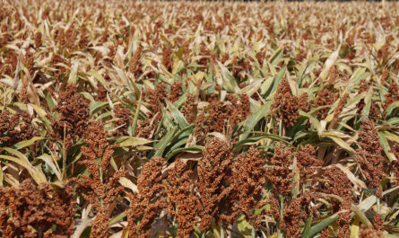 Cosecha de sorgo en Tamaulipas disminuye un 25 por ciento