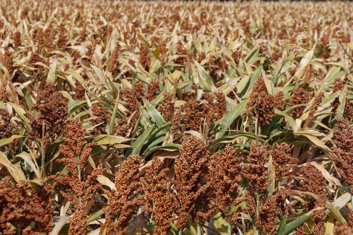 Cosecha de sorgo en Tamaulipas disminuye un 25 por ciento