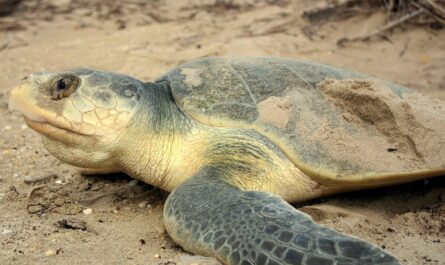 Liberarán Crías de Tortuga Lora en Tamaulipas