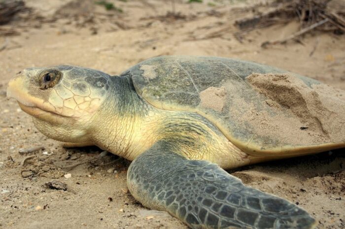 Preparan liberación de crías de tortuga Lora en playas de Tamaulipas