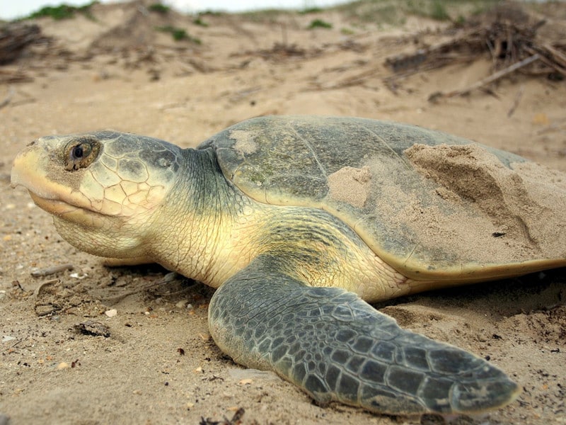 Liberarán Crías de Tortuga Lora en Tamaulipas